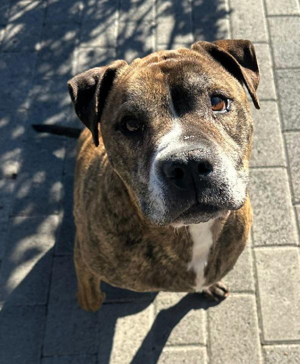 Thor Gentile Pit Bull